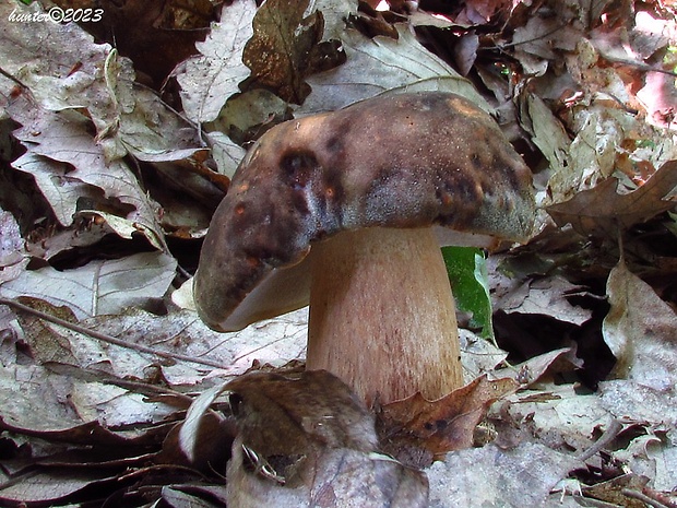 hríb bronzový Boletus aereus Bull. ex Fr.