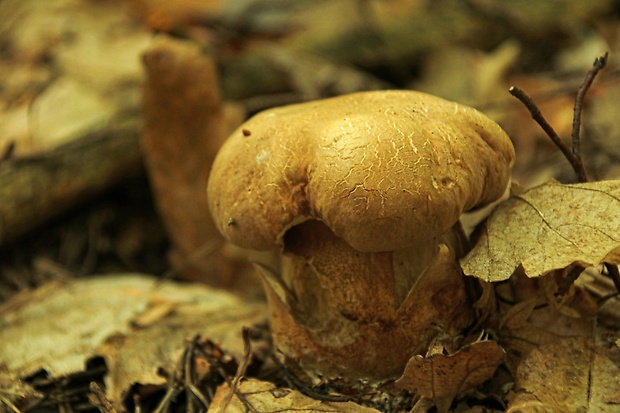 hríb dubový Boletus reticulatus Schaeff.