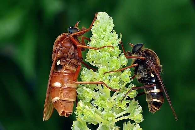 drevárka (sk) / drvohlodka rezavá (cz) Coenomyia ferruginea (Scopoli, 1763)