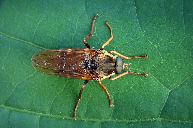 drevárka (sk) / drvohlodka rezavá (cz) Coenomyia ferruginea (Scopoli, 1763)