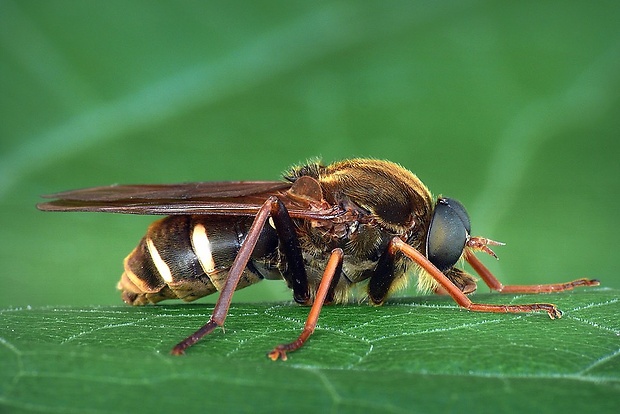 drevárka (sk) / drvohlodka rezavá (cz) Coenomyia ferruginea (Scopoli, 1763)