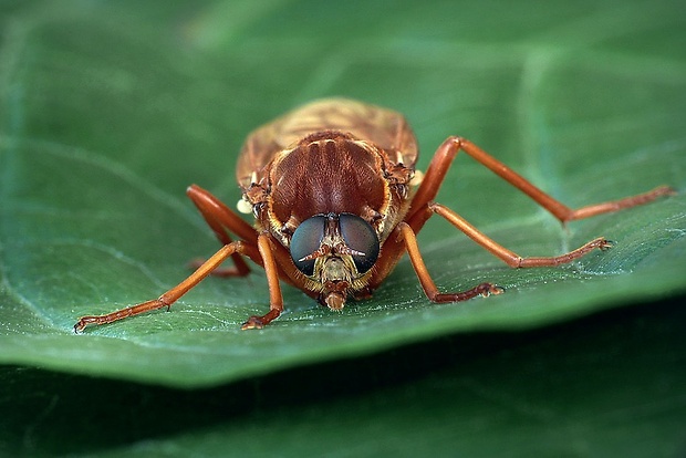 drevárka (sk) / drvohlodka rezavá (cz) Coenomyia ferruginea (Scopoli, 1763)