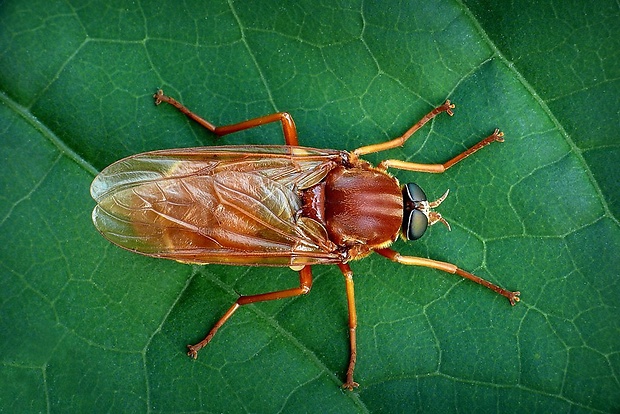 drevárka (sk) / drvohlodka rezavá (cz) Coenomyia ferruginea (Scopoli, 1763)