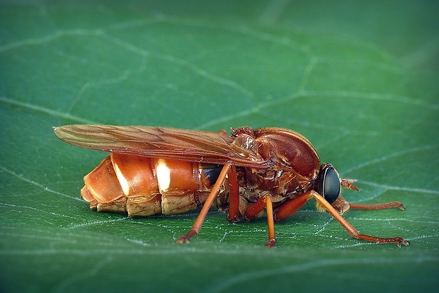 drevárka (sk) / drvohlodka rezavá (cz) Coenomyia ferruginea (Scopoli, 1763)