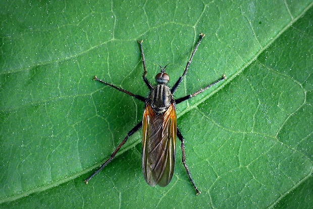 krúživka obyčajná (sk) / kroužilka běžná (cz) Empis tessellata (Fabricius, 1794)