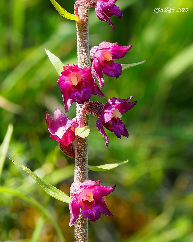 kruštík tmavočervený pravý Epipactis atrorubens subsp. atrorubens (Hoffm.) Besser