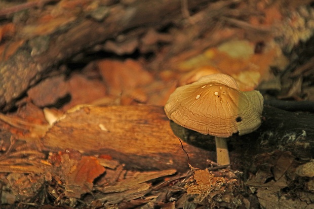 sliznačka koreňujúca Hymenopellis radicata (Relhan) R.H. Petersen