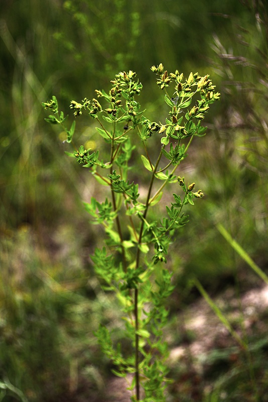 ľubovník bodkovaný Hypericum perforatum L.