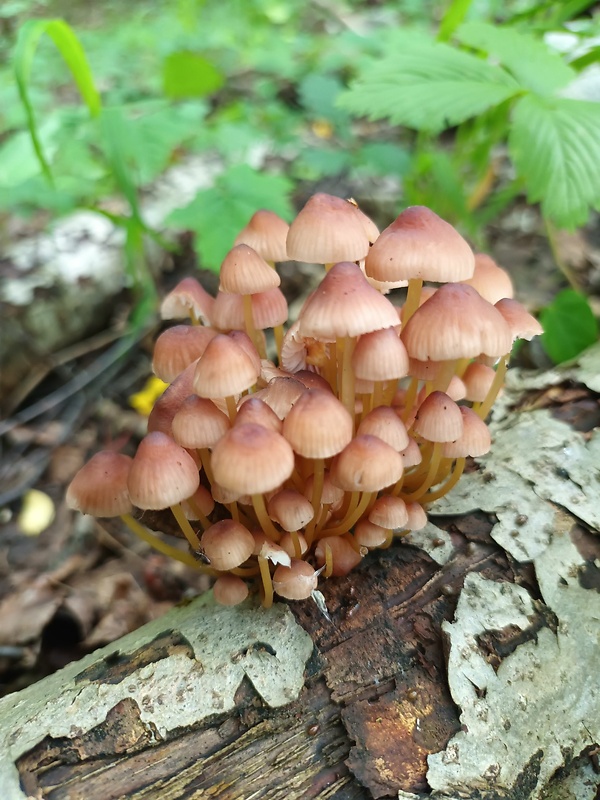 prilbička žltohlúbiková Mycena renati Quél.