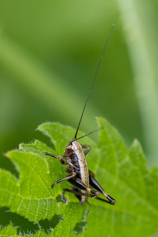 Kobylka hnedkastá Pholidoptera griseoaptera De Geer, 1776