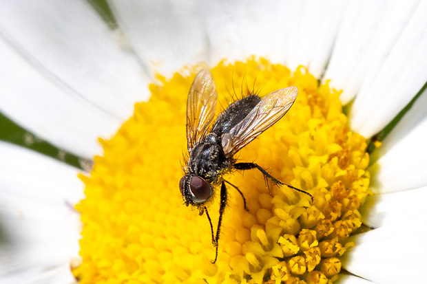 Phyto melanocephala (Rhynophoridae) (Meigen, 1824)