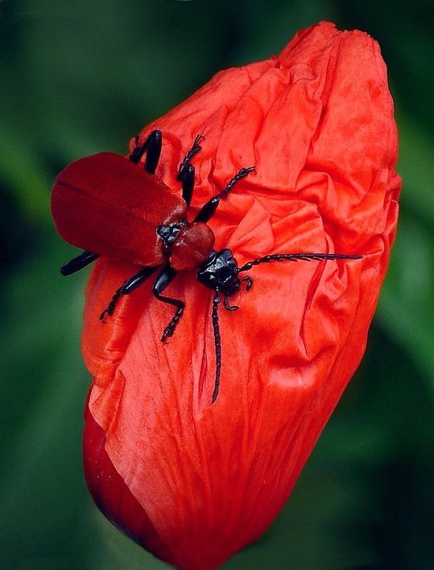 červenáčik ohnivý (sk) / červenáček ohnivý (cz) Pyrochroa coccinea (Linnaeus, 1761)