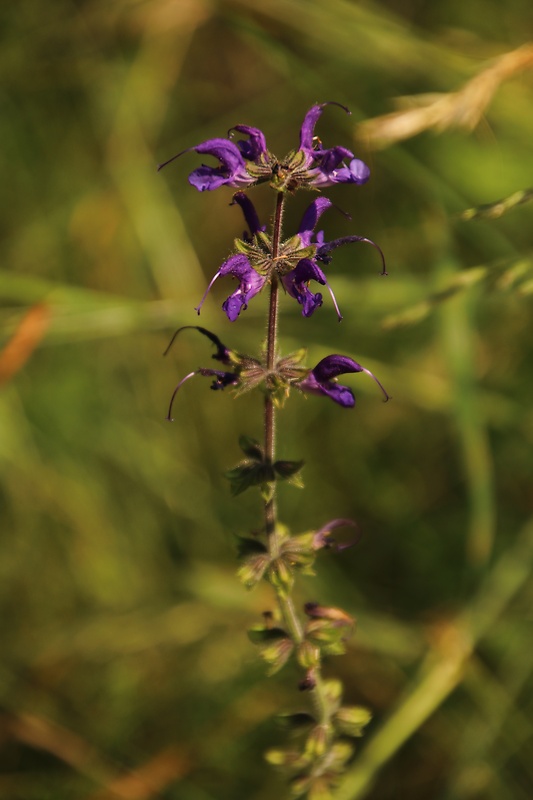 šalvia lúčna Salvia pratensis L.