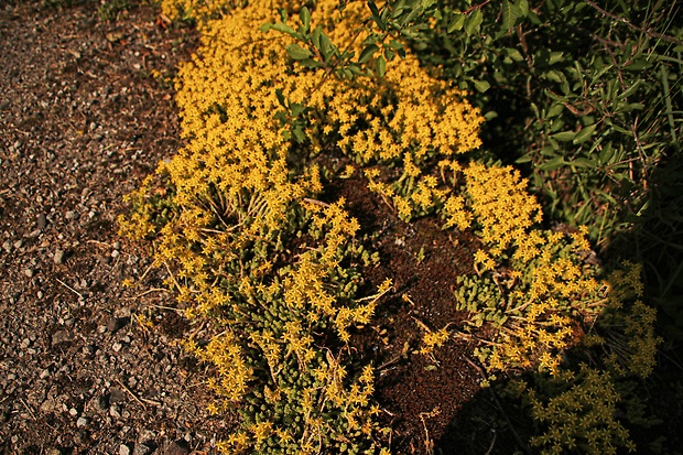 rozchodník prudký Sedum acre L.