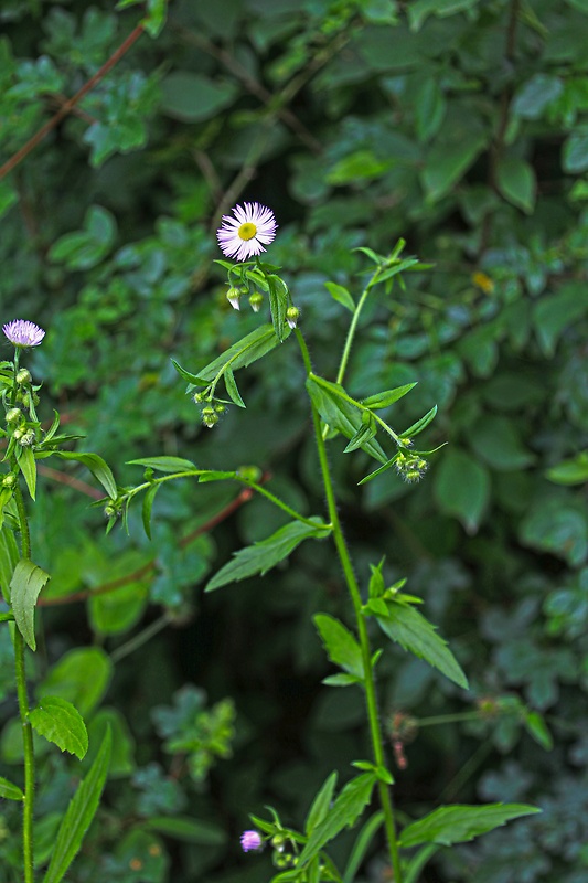 hviezdnik ročný Stenactis annua (L.) Nees