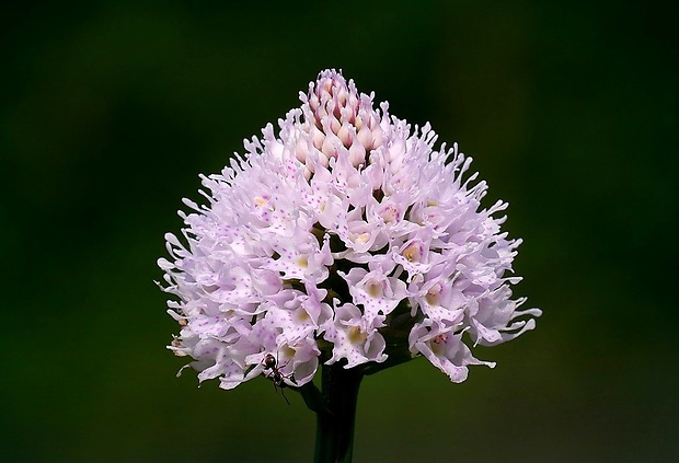 pavstavač hlavatý Traunsteinera globosa (L.) Reichenb.