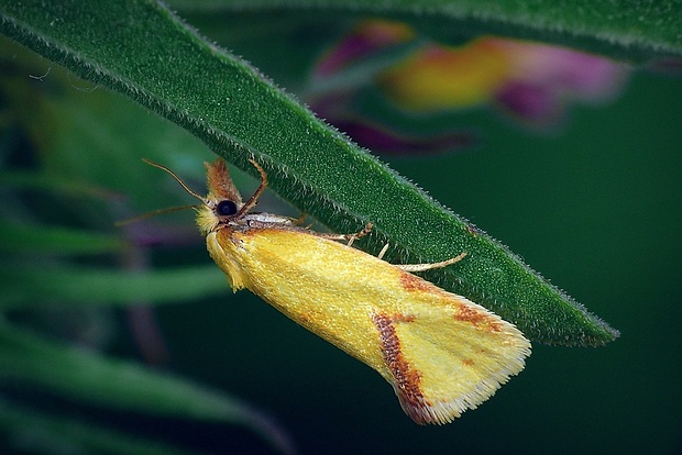 zvinúvač ihlicový (sk) / obalečík žlutý (cz) Agapeta hamana (Linnaeus, 1758)