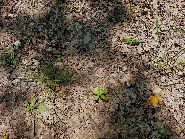 muchotrávka cisárska Amanita caesarea (Scop.) Pers.