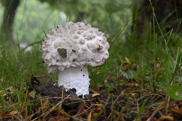 muchotrávka šiškovitá Amanita strobiliformis Gonn. & Rabenh.