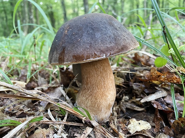 hríb bronzový Boletus aereus Bull. ex Fr.