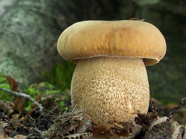 hríb dubový Boletus reticulatus Schaeff.