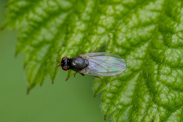 Tieňovka Calliopum elisae (Meigen, 1826)