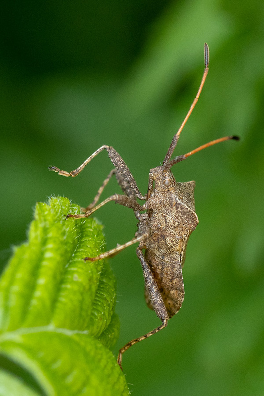 obrubnica šťavelová Coreus marginatus