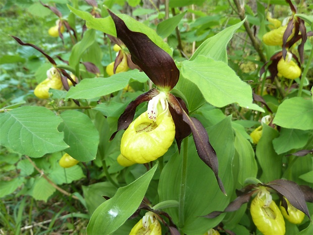 črievičník papučkový Cypripedium calceolus L.