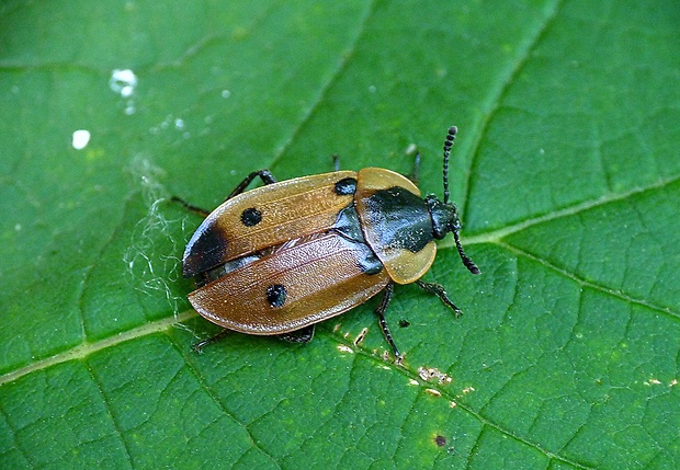 zdochlinár štvorbodový Dendroxena quadrimaculata