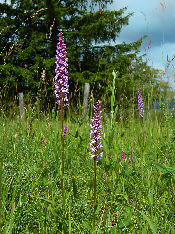 päťprstnica obyčajná Gymnadenia conopsea (L.) R. Br.