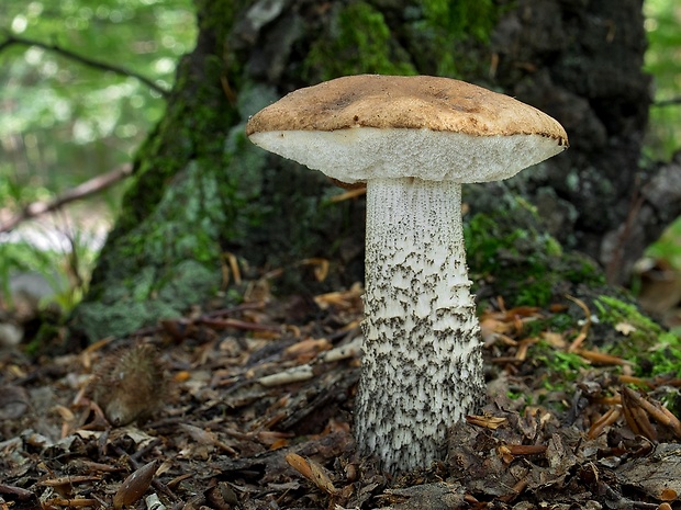 kozák brezový Leccinum scabrum (Bull.) Gray