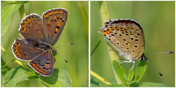 ohniváčik čiernoškvrnný - samica Lycaena tityrus