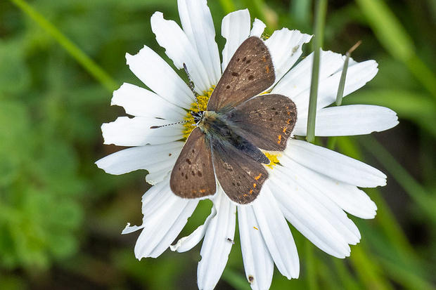 ohniváčik čiernoškvrnný - samec Lycaena tityrus