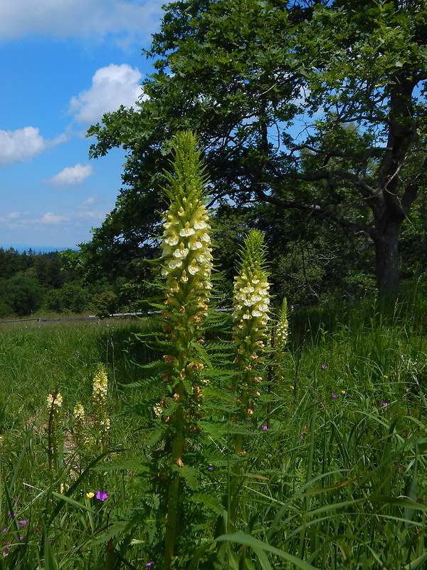 všivec statný Pedicularis exaltata Bunge