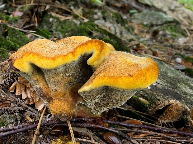 hnedák Schweinitzov Phaeolus schweinitzii (Fr.) Pat.