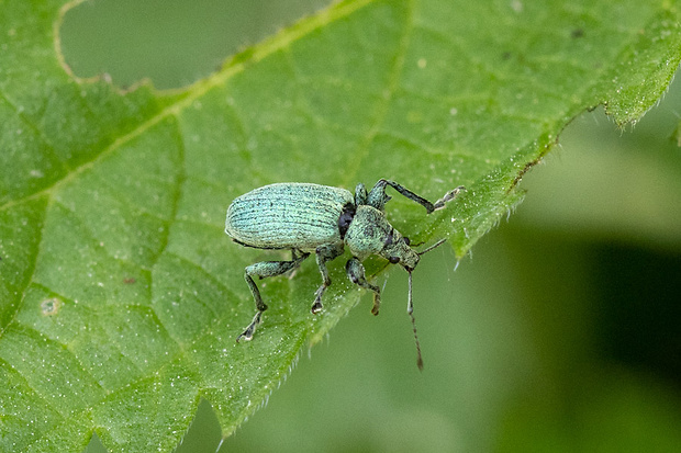 šupináčik žihľavový Phyllobius pomaceus