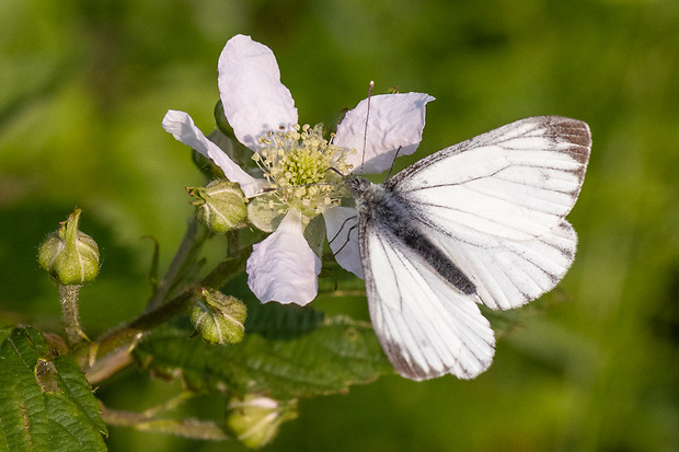 mlynárik repkový  Pieris napi