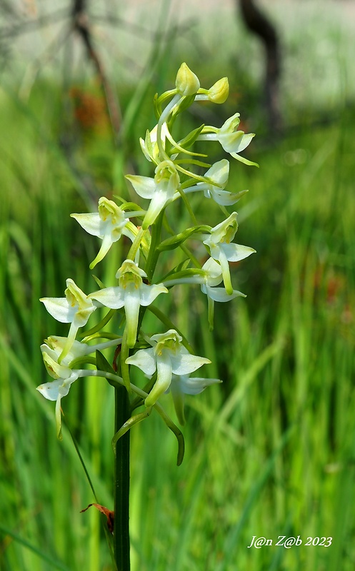 vemenník zelenkastý Platanthera chlorantha (Custer) Reinchenb.