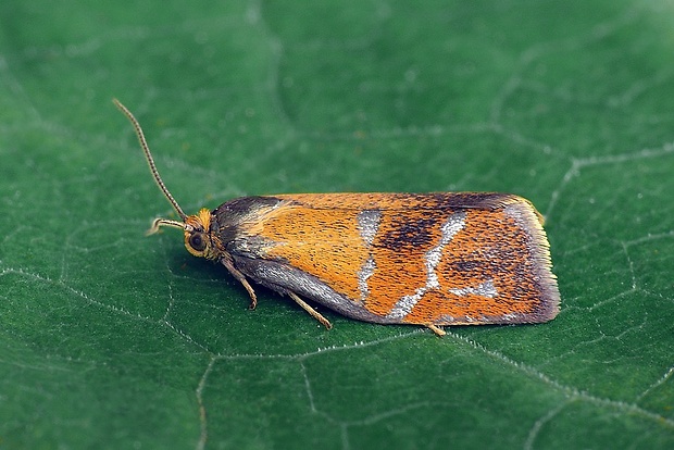 obaľovač jaseňový (sk) / obaleč stříbročarý (cz) Ptycholoma lecheana (Linnaeus, 1758)