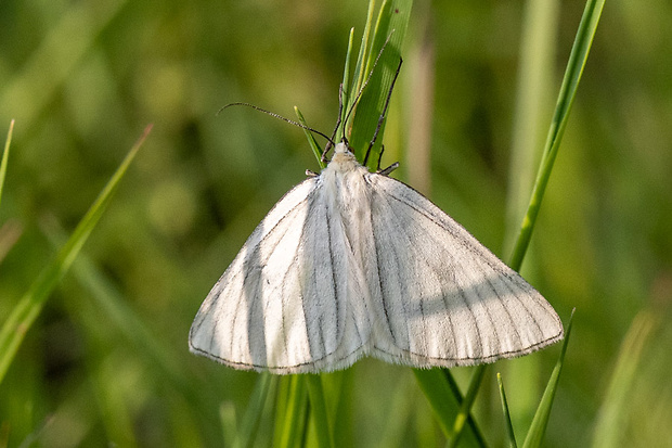 piadivka žilkovaná Siona lineata