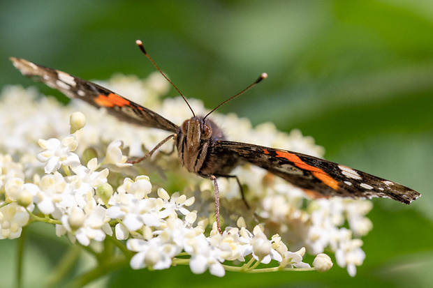 babôčka admirálska  Vanessa atalanta