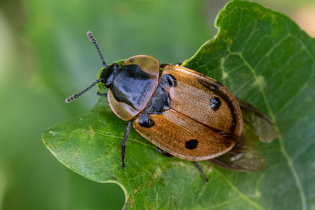 zdochlinár štvorbodkový  Xylodrepa quadripunctata