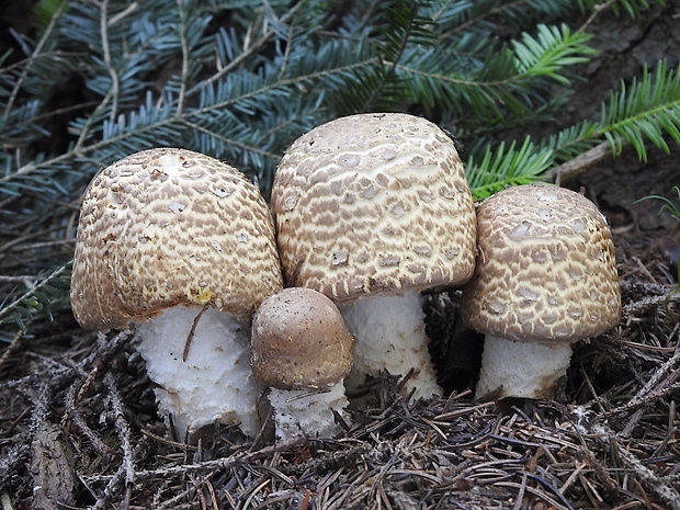 pečiarka obrovská Agaricus augustus Fr.