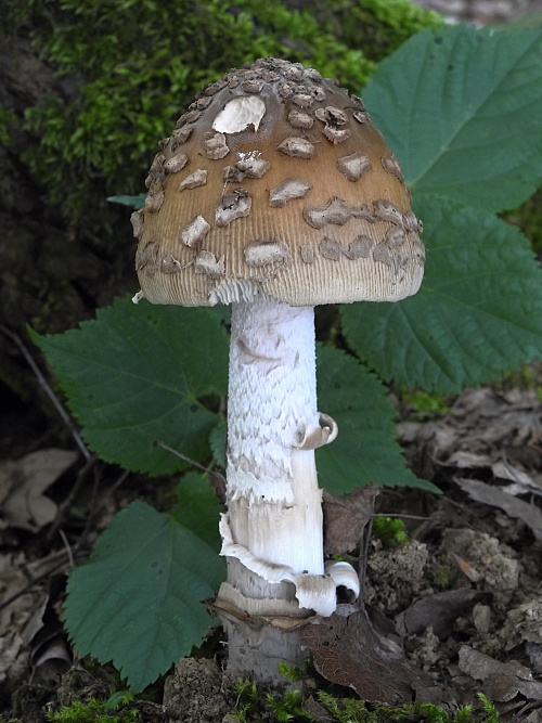 muchotrávka chrastavá Amanita ceciliae (Berk. & Broome) Bas