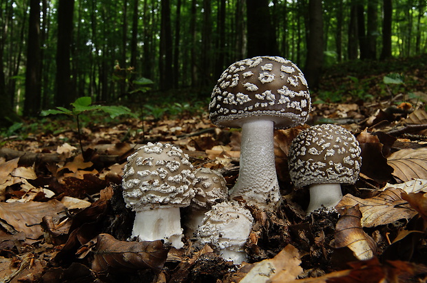 muchotrávka hrubá Amanita excelsa (Fr.) Bertill.