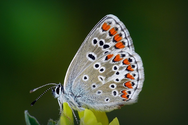 modráčik tmavohnedý (sk) / modrásek tmavohnědý (cz) Aricia agestis (Denis & Schiffermüller, 1775)