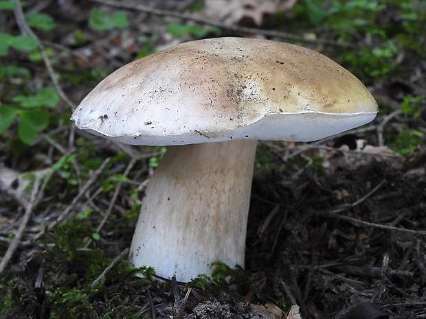 hríb smrekový Boletus edulis Bull.