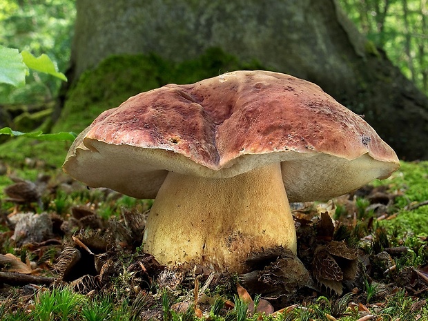 hríb sosnový Boletus pinophilus Pil. et Dermek in Pil.