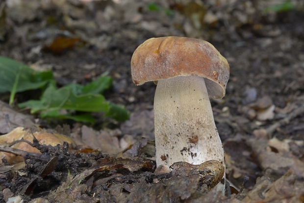 hríb dubový Boletus reticulatus Schaeff.