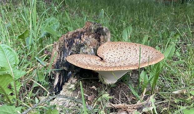 trúdnik šupinatý Cerioporus squamosus (Huds.) Quél.